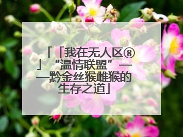 「我在无人区⑧」“温情联盟”——黔金丝猴雌猴的生存之道
