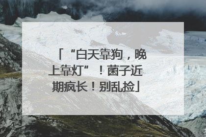 “白天靠狗，晚上靠灯”！菌子近期疯长！别乱捡