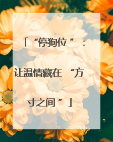 “停狗位 ”：让温情藏在 “方寸之间 ”