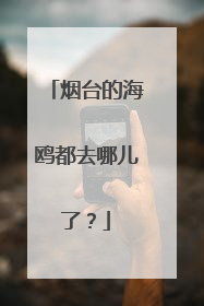 烟台的海鸥都去哪儿了？