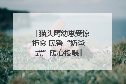 猫头鹰幼崽受惊拒食 民警“奶爸式”暖心投喂