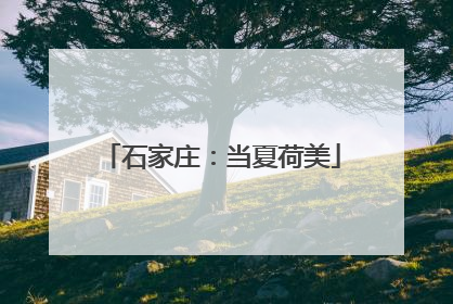 石家庄：当夏荷美