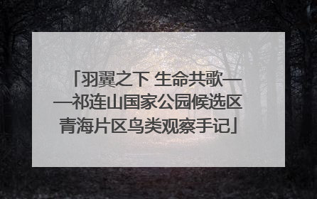 羽翼之下 生命共歌——祁连山国家公园候选区青海片区鸟类观察手记