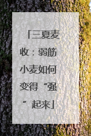 三夏麦收：弱筋小麦如何变得“强”起来