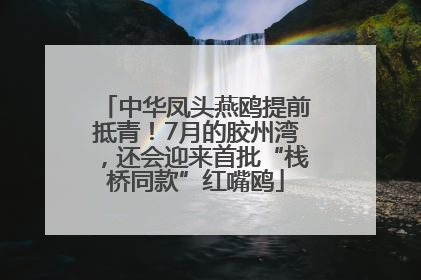 中华凤头燕鸥提前抵青！7月的胶州湾，还会迎来首批“栈桥同款”红嘴鸥