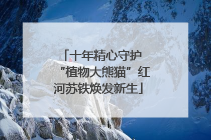 十年精心守护 “植物大熊猫”红河苏铁焕发新生