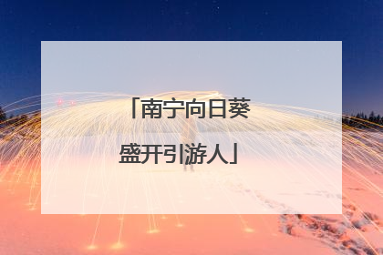 南宁向日葵盛开引游人