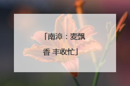 南漳：麦飘香 丰收忙