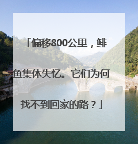 偏移800公里，鲱鱼集体失忆。它们为何找不到回家的路？