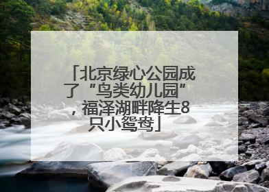 北京绿心公园成了“鸟类幼儿园”，福泽湖畔降生8只小鸳鸯