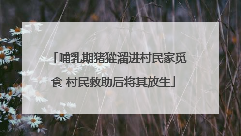 哺乳期猪獾溜进村民家觅食 村民救助后将其放生