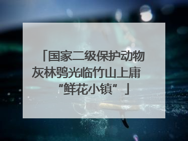 国家二级保护动物灰林鸮光临竹山上庸“鲜花小镇”