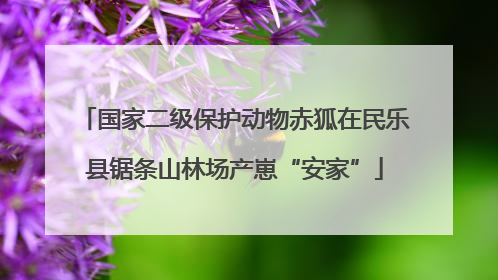 国家二级保护动物赤狐在民乐县锯条山林场产崽“安家”