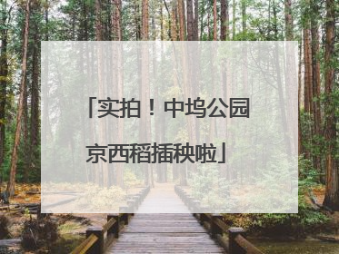 实拍！中坞公园京西稻插秧啦