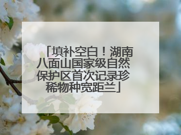 填补空白！湖南八面山国家级自然保护区首次记录珍稀物种宽距兰