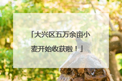 大兴区五万余亩小麦开始收获啦！