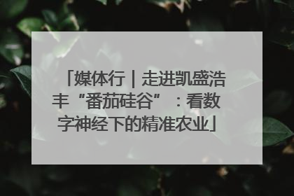 媒体行｜走进凯盛浩丰“番茄硅谷”：看数字神经下的精准农业