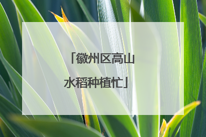 徽州区高山水稻种植忙