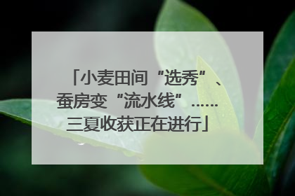 小麦田间“选秀”、蚕房变“流水线”……三夏收获正在进行