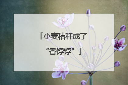 小麦秸秆成了“香饽饽”
