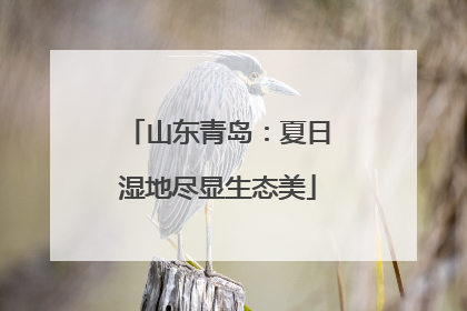 山东青岛：夏日湿地尽显生态美