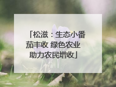 松滋：生态小番茄丰收 绿色农业助力农民增收