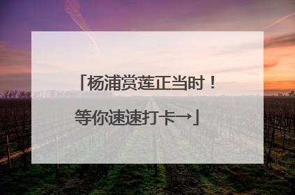 杨浦赏莲正当时！等你速速打卡→
