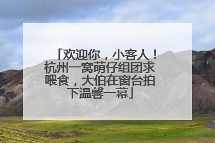 欢迎你，小客人！杭州一窝萌仔组团求喂食，大伯在窗台拍下温馨一幕