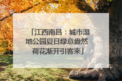 江西南昌：城市湿地公园夏日绿意盎然 荷花渐开引客来
