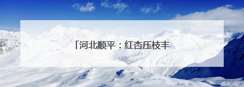 河北顺平：红杏压枝丰收季 田园采摘正当时