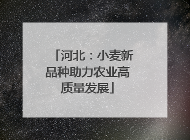 河北：小麦新品种助力农业高质量发展