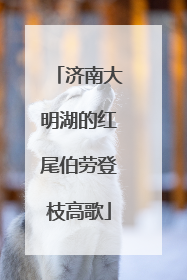 济南大明湖的红尾伯劳登枝高歌
