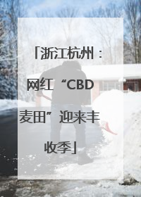 浙江杭州：网红“CBD麦田”迎来丰收季