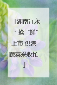 湖南江永：抢“鲜”上市 供港蔬菜采收忙