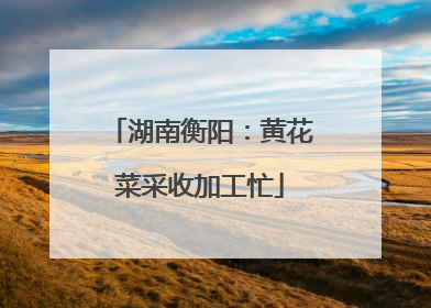 湖南衡阳：黄花菜采收加工忙