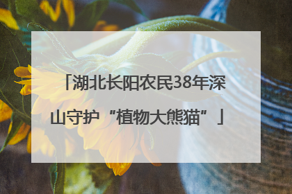 湖北长阳农民38年深山守护“植物大熊猫”