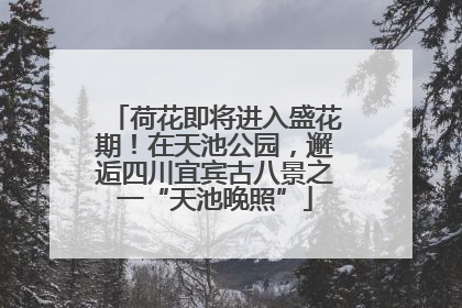荷花即将进入盛花期！在天池公园，邂逅四川宜宾古八景之一“天池晚照”