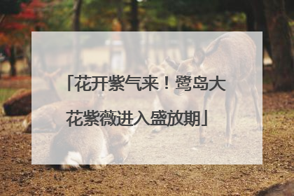 花开紫气来！鹭岛大花紫薇进入盛放期