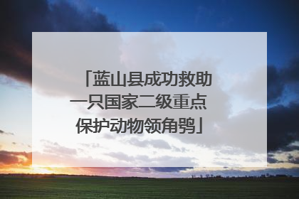 蓝山县成功救助一只国家二级重点保护动物领角鸮