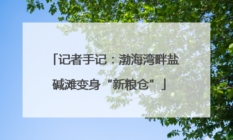 记者手记：渤海湾畔盐碱滩变身“新粮仓”