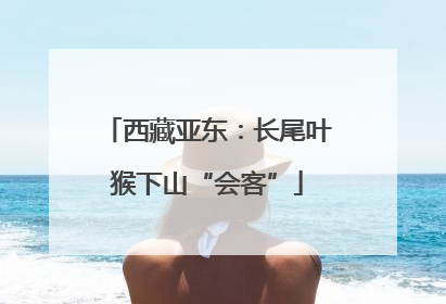 西藏亚东：长尾叶猴下山“会客”