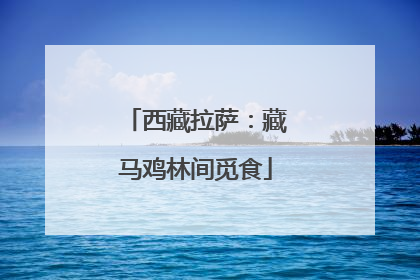 西藏拉萨：藏马鸡林间觅食