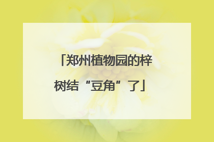 郑州植物园的梓树结“豆角”了