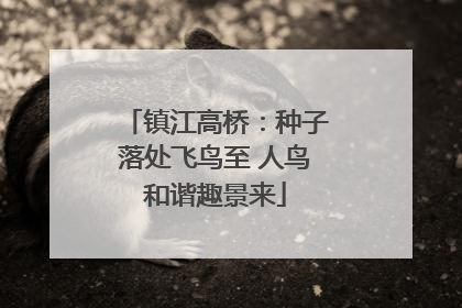 镇江高桥：种子落处飞鸟至 人鸟和谐趣景来