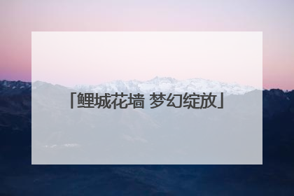 鲤城花墙 梦幻绽放
