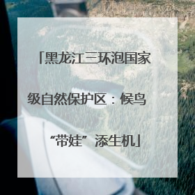 黑龙江三环泡国家级自然保护区：候鸟“带娃”添生机