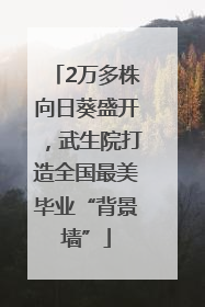 2万多株向日葵盛开，武生院打造全国最美毕业“背景墙”