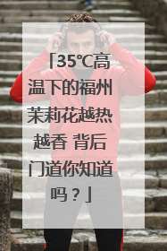 35℃高温下的福州茉莉花越热越香 背后门道你知道吗？